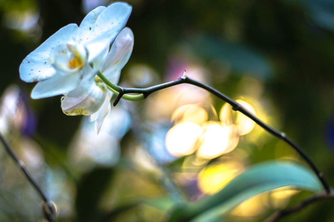 STOP CHASING YOUR DREAMS AND START MAKING THEM A REALITY