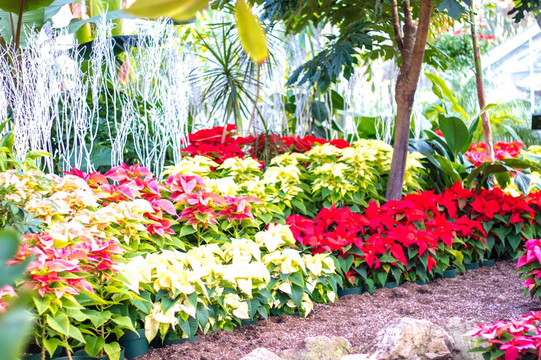 CHRISTMAS AT ALLAN GARDENS