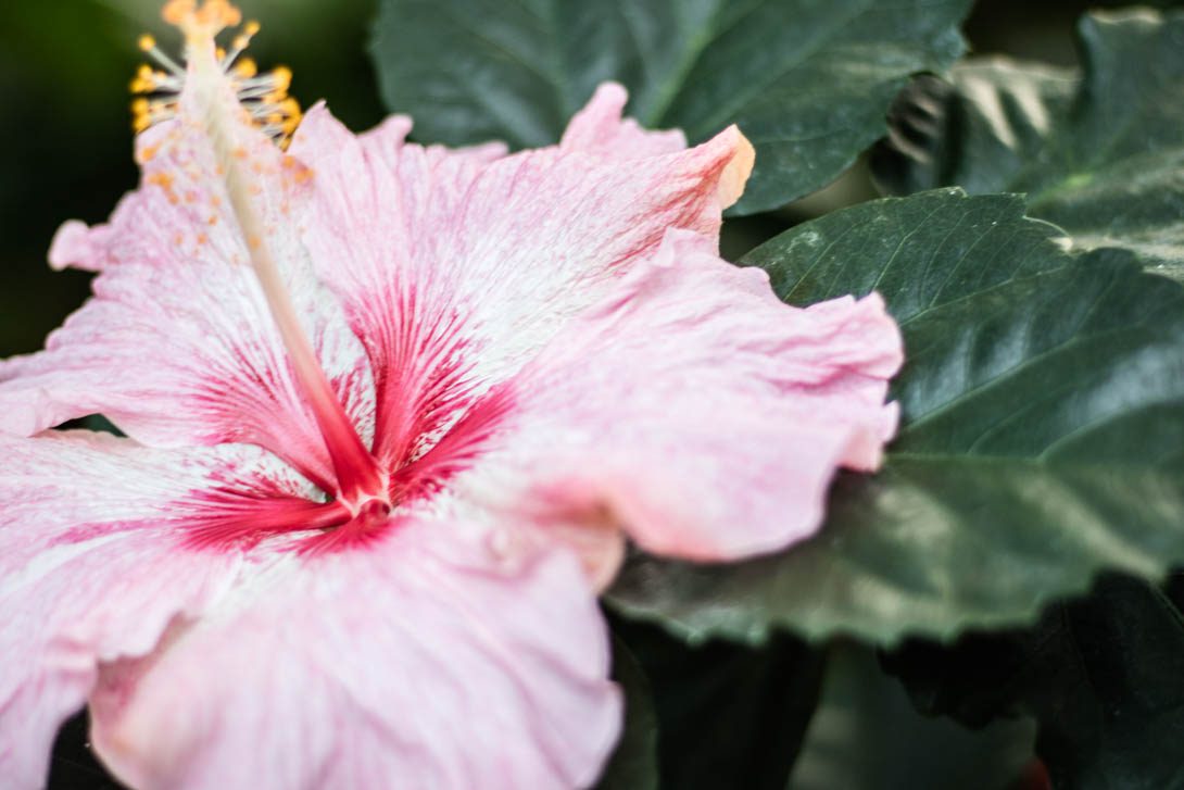 THE JOY OF FLOWER PHOTOGRAPHY